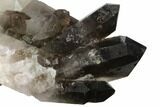 Dark Smoky Quartz Crystal Cluster - Brazil #138461-1